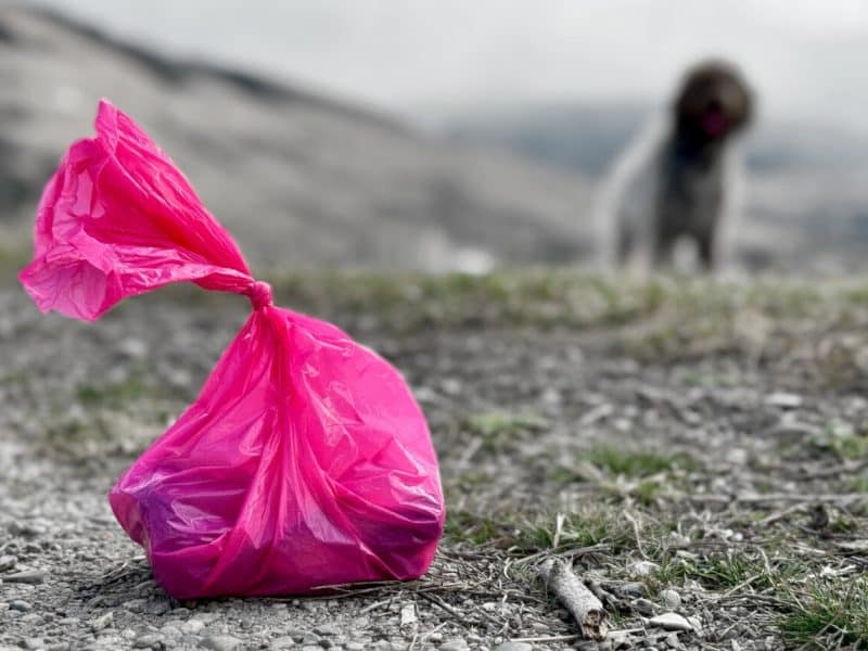 A dog poop bag on Waterworks Hill in Missoula