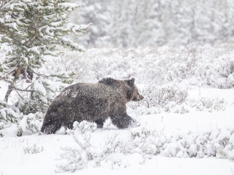 DOGE guts Yellowstone grizzly science team