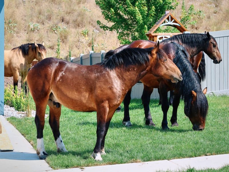 A horse by any other name